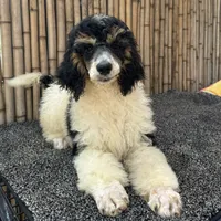 Fanta Male Gorgeous , a male Poodle - Standard  for sale in Honolulu, HI – Photo 4 of 10