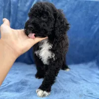 Makai, a male Portuguese Water Dog for sale in Honolulu, HI – 2 of 4