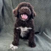 AKC Nalo, a male Portuguese Water Dog for sale in Honolulu, HI – 2 of 4