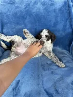 Kalia, a female Portuguese Water Dog for sale in Honolulu, HI – 2 of 3