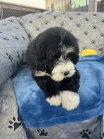 Moana, a female Portuguese Water Dog for sale in Honolulu, HI – 3 of 5