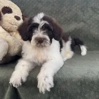 AKC Nixon, a male Portuguese Water Dog for sale in Honolulu, HI – 4 of 7