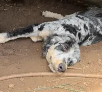 ShellySpayed, a female Bernedoodle for sale in Honolulu, HI – Photo 2 of 5