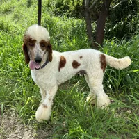 Excellent family dog Jam, a male Poodle - Standard  for sale in Honolulu, HI – Photo 5 of 9
