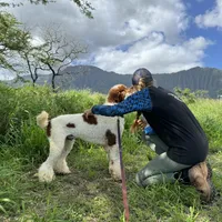 Excellent family dog Jam, a male Poodle - Standard  for sale in Honolulu, HI – Photo 8 of 9