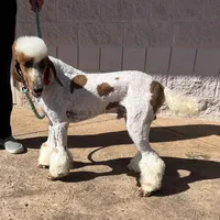 Excellent family dog Jam, a male Poodle - Standard  for sale in Honolulu, HI – Photo 2 of 9