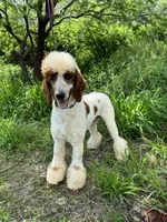 Excellent family dog Jam, a male Poodle - Standard  for sale in Honolulu, HI – Photo 9 of 9
