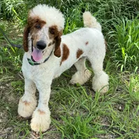Excellent family dog Jam, a male Poodle - Standard  for sale in Honolulu, HI – Photo 4 of 9