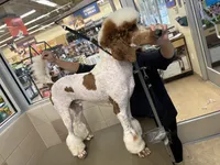 Excellent family dog Jam, a male Poodle - Standard  for sale in Honolulu, HI – Photo 1 of 9