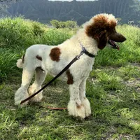 Excellent family dog Jam, a male Poodle - Standard  for sale in Honolulu, HI – Photo 6 of 9