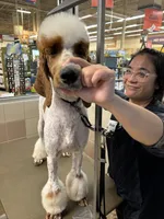 Excellent family dog Jam, a male Poodle - Standard  for sale in Honolulu, HI – Photo 7 of 9