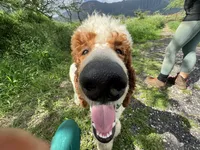 Excellent family dog Jam, a male Poodle - Standard  for sale in Honolulu, HI – Photo 3 of 9