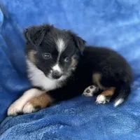 Pachi , a male Toy Australian Shepherd for sale in Honolulu, HI – 4 of 4