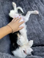 Lychee, a female Toy Australian Shepherd and Miniature Bernedoodle for sale in Honolulu, HI – 4 of 5