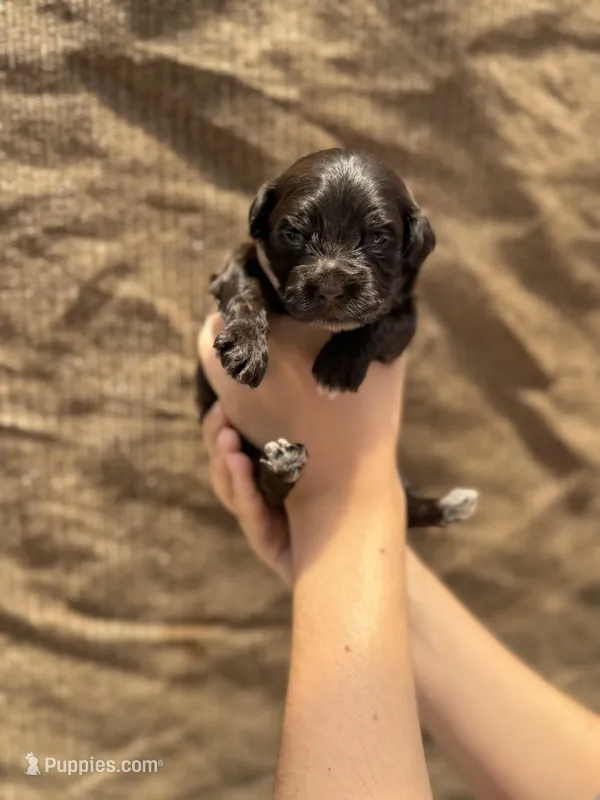 Cinnamon (Brown Fox) – Portuguese Water Dog puppy for sale in Honolulu, HI