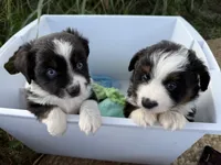 Chief , a male Toy Australian Shepherd for sale in Honolulu, HI – 6 of 6