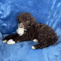 Malia, a female Portuguese Water Dog for sale in Honolulu, HI – 2 of 4