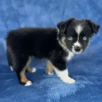 Pachi , a male Toy Australian Shepherd for sale in Honolulu, HI – 2 of 4