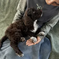 Nakoa, a male Portuguese Water Dog for sale in Honolulu, HI – 2 of 4