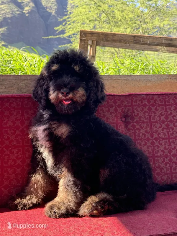 Misty – Miniature Bernedoodle puppy for sale in Honolulu, HI