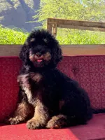 Misty, a female Miniature Bernedoodle for sale in Honolulu, HI – 1 of 2