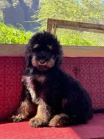 Misty, a female Miniature Bernedoodle for sale in Honolulu, HI – 2 of 2