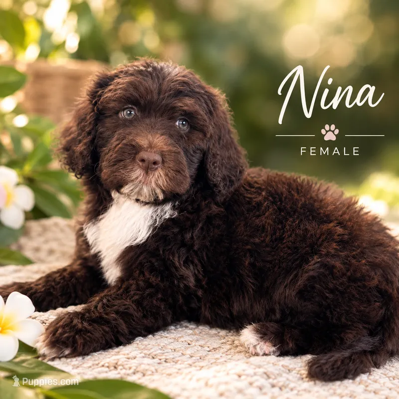 AKC Nina – Portuguese Water Dog puppy for sale in Honolulu, HI