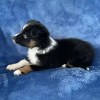 Pachi , a male Toy Australian Shepherd for sale in Honolulu, HI – 3 of 4