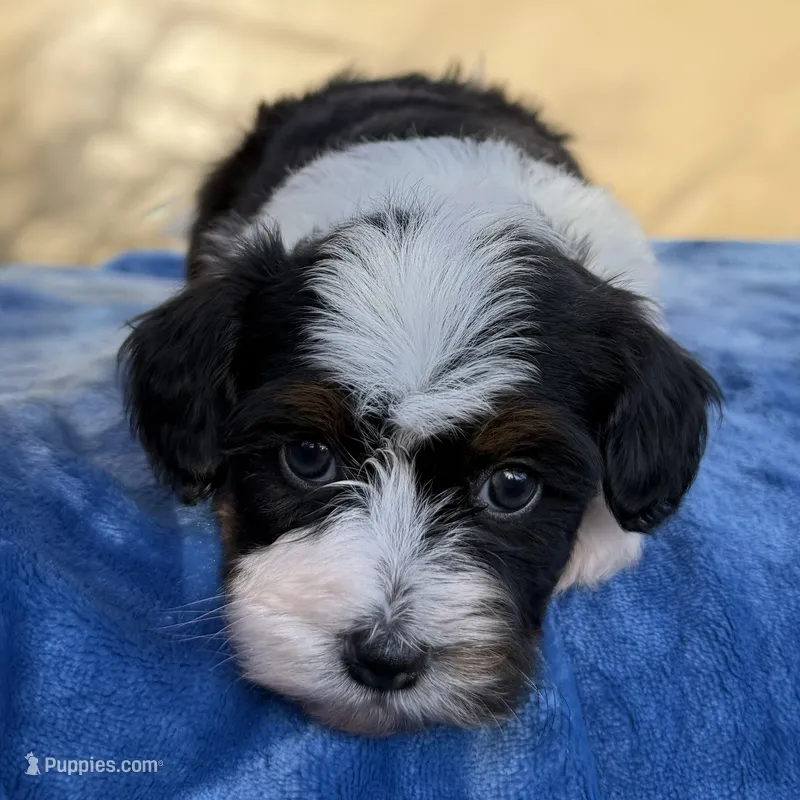 Unforgettable Sweetheart – Poodle - Toy , Toy Australian Shepherd puppy for sale in Honolulu, HI