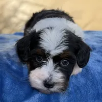 Kiwi Toy Aussipoo, a female Poodle - Toy  and Toy Australian Shepherd for sale in Honolulu, HI – 2 of 2