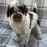 AKC Kalia Female Pick, a female Portuguese Water Dog for sale in Honolulu, HI – 1 of 4