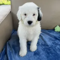 Snoopy, a male Portuguese Water Dog for sale in Honolulu, HI – 3 of 4