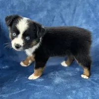 Neha Guardian home, a female Toy Australian Shepherd for sale in Honolulu, HI – 2 of 5