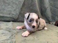 Talia, a female Toy Australian Shepherd for sale in Honolulu, HI – 4 of 5