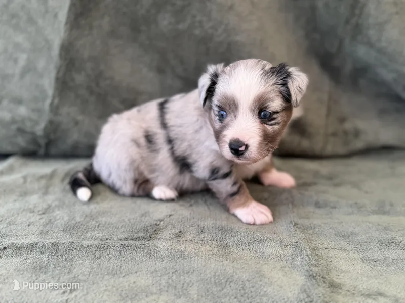Talia – Toy Australian Shepherd puppy for sale in Honolulu, HI