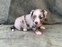 Talia, a female Toy Australian Shepherd for sale in Honolulu, HI – 1 of 5