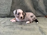 Talia, a female Toy Australian Shepherd for sale in Honolulu, HI – 5 of 5