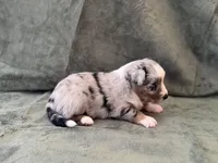 Talia, a female Toy Australian Shepherd for sale in Honolulu, HI – 3 of 5