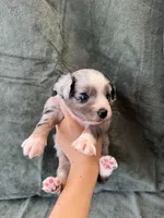 Talia, a female Toy Australian Shepherd for sale in Honolulu, HI – 2 of 5