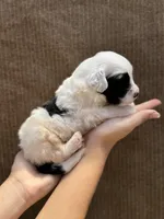 Kuma bear, a male Portuguese Water Dog for sale in Honolulu, HI – 3 of 5