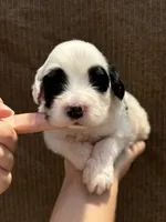 Kuma bear, a male Portuguese Water Dog for sale in Honolulu, HI – 2 of 5