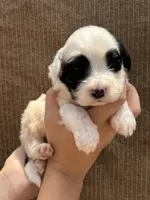 Kuma bear, a male Portuguese Water Dog for sale in Honolulu, HI – 1 of 5