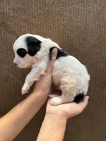 Kuma bear, a male Portuguese Water Dog for sale in Honolulu, HI – 4 of 5