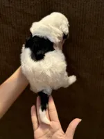 Kuma bear, a male Portuguese Water Dog for sale in Honolulu, HI – 5 of 5