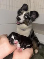 Lulu, a female Toy Australian Shepherd for sale in Honolulu, HI – 4 of 6