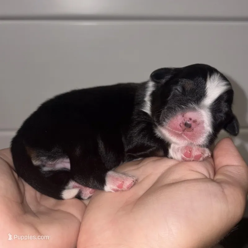 Lulu – Toy Australian Shepherd puppy for sale in Honolulu, HI