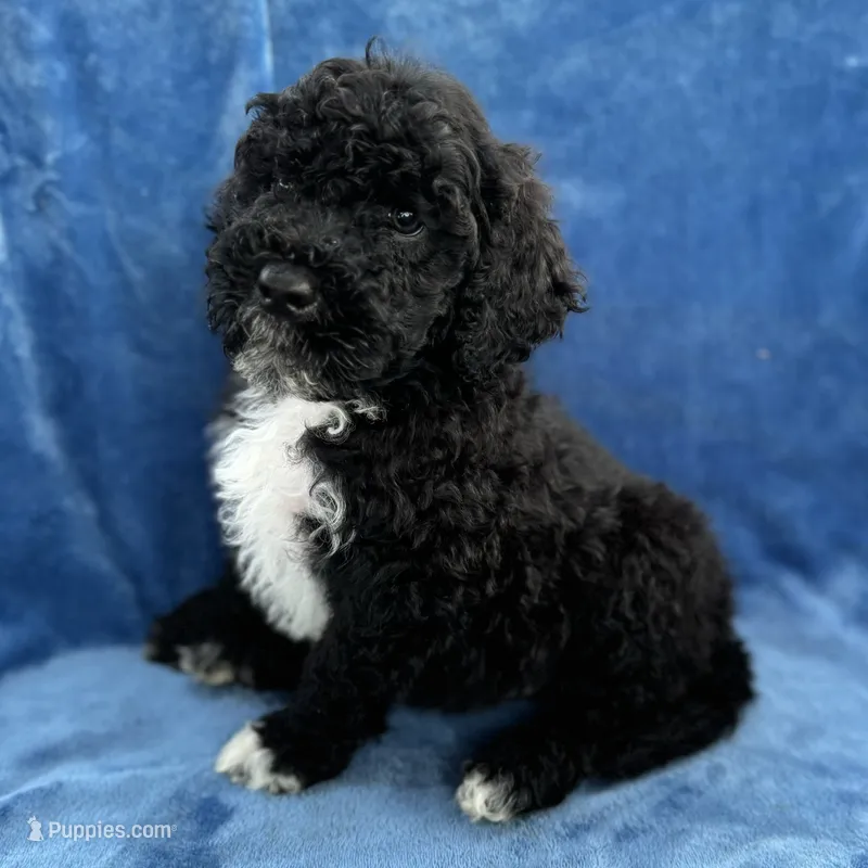 Makai – Portuguese Water Dog puppy for sale in Honolulu, HI