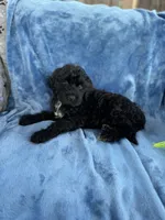 Kona, a female Portuguese Water Dog for sale in Honolulu, HI – 2 of 3