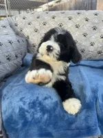 Moana, a female Portuguese Water Dog for sale in Honolulu, HI – 5 of 5
