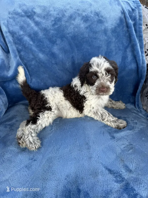 Kalia – Portuguese Water Dog puppy for sale in Honolulu, HI